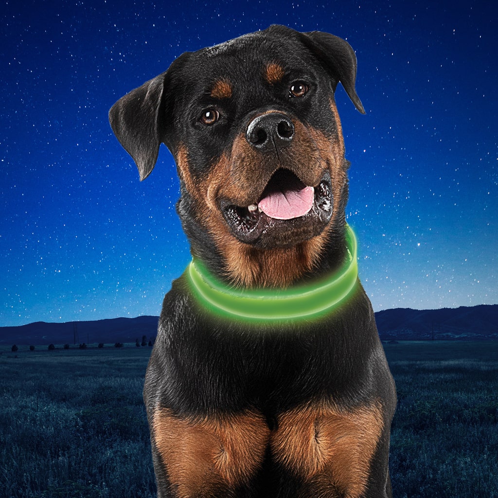 NiteDog Rechargeable LED Dog Collar | Blue