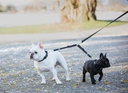 RC Pets Adjustable Coupler Primary Mulberry