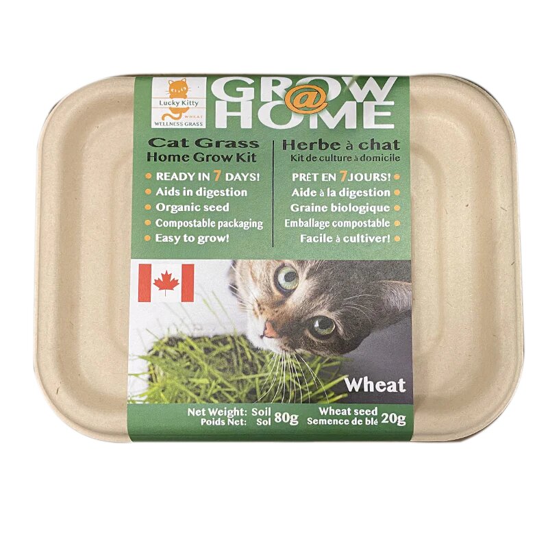 Lucky Kitty - Grow at Home Cat Grass